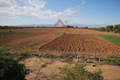FERME non titrée de 12 hectares à 20 km d’Agadir